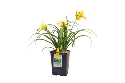 Costa 2.5 qt. Hemerocallis Stella Pot