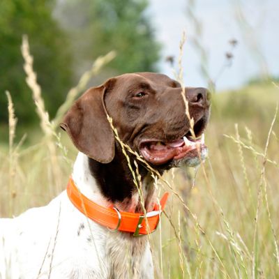 Image showing  Safety Reflective Double-Ply Patterned Hound Dog Collar