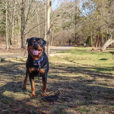 Image showing  Spiral Dog Tie Out Stake for Hard Ground, 17 in., Up to 50 lb. Capacity