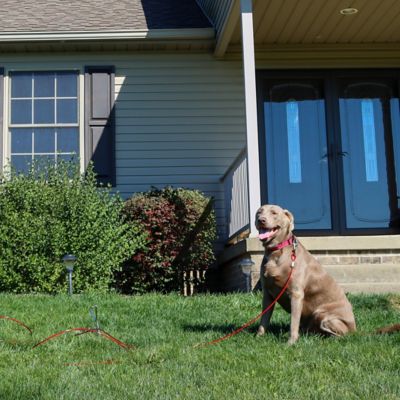 Image showing  Dog Tie Out Cable with Spiral Stake, 15 ft., Up to 80 lb. Capacity