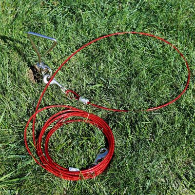 Image showing  Dog Tie Out Cable, 30 ft. L, Up to 80 lb. Capacity