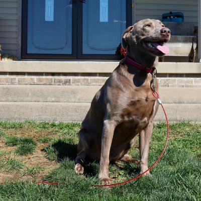 Image showing  Dog Tie Out Cable, 30 ft. L, Up to 80 lb. Capacity