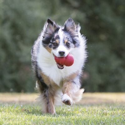 Image showing  Classic Dog Chew Toy, Extra Large