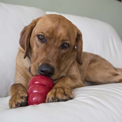Image showing  Small Peanut Butter Flavor Dog Biscuit Treats, 7 oz.