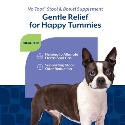 Image showing  No Toot Gas Aid Plus Fennel Soft Chews for Dogs, 70 ct.