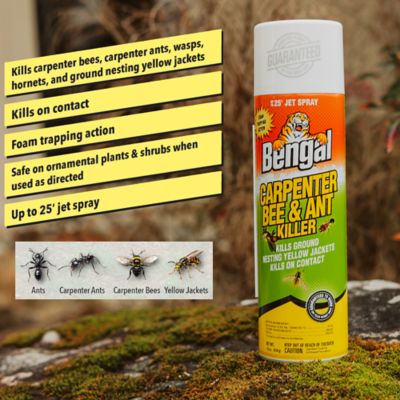 Image showing  Carpenter Bee & Ant Killer Spray