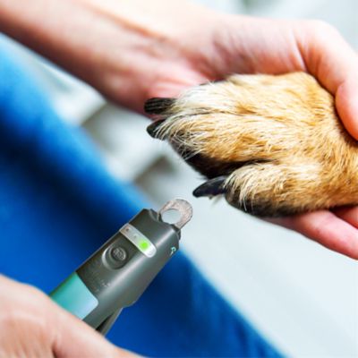 Image showing 6 th Miracle Care QuickFinder Pet Nail Clipper, Medium