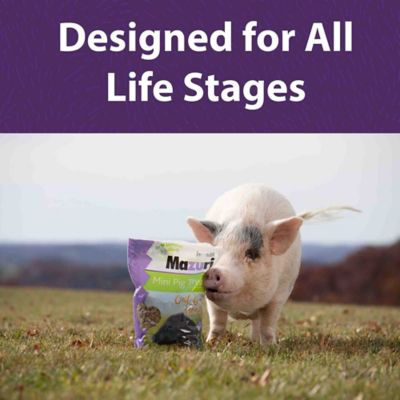 Image showing  Oat and Honey Mini Pig Treats, 3.5 lb. Bag