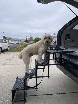 Image showing 7 th Avitec Portable 4 Step Pet Stairs BAC-110119