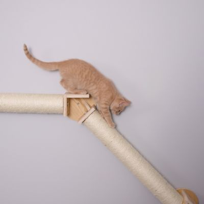 Image showing 5 th Armarkat Wall Series Wall Climbing Cat Post Bridge W2307
