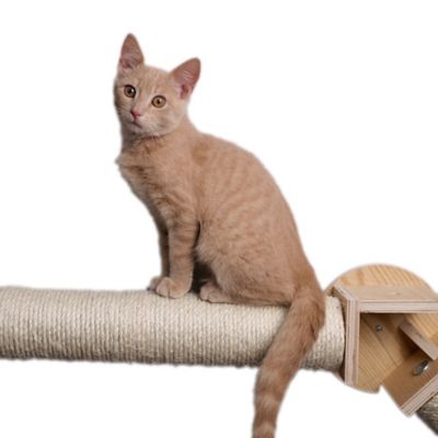 Image showing 9 th Armarkat Wall Series Wall Climbing Cat Post Bridge W2307
