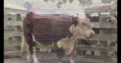 Image showing  TW-1 Livestock Weigh Scale Head and Data Collector - EID Compatible, Bluetooth Compatible with Wireless Load Bars