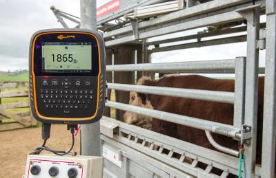 Image showing  TW-3 Livestock Weigh Scale Head Unit and Data Collector EID Compatible