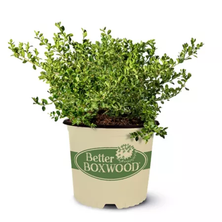 Best Boxwood 1 Gal Babylon Beauty Boxwood Shrub Bushes