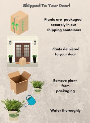 Image showing  1 gal. Babylon Beauty Boxwood Shrub