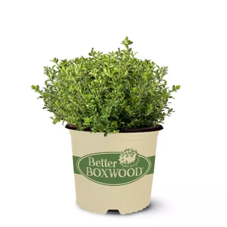 Best Boxwood 1 Gal Renaissance Boxwood Shrub Bushes