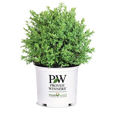 Proven Winners 1 Gal. North Star Boxwood Shrub