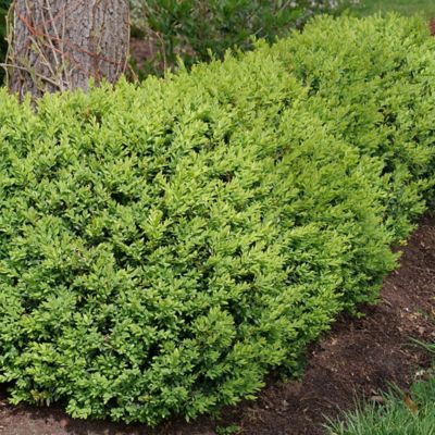 Image showing  1 gal. Potted North Star Boxwood Shrub