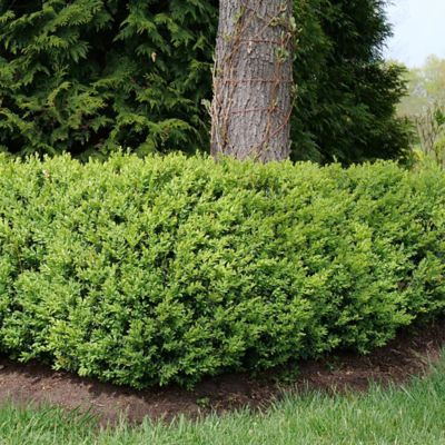 Image showing  1 gal. Potted North Star Boxwood Shrub