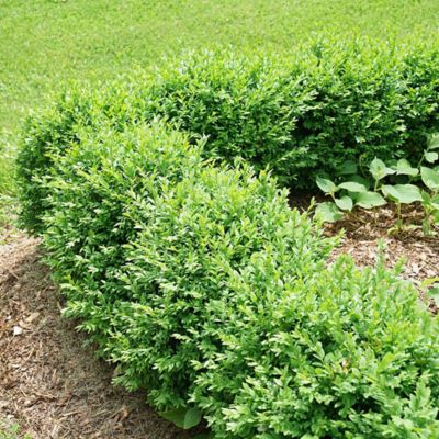 Image showing  1 gal. Potted North Star Boxwood Shrub
