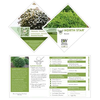 Image showing  1 gal. Potted North Star Boxwood Shrub