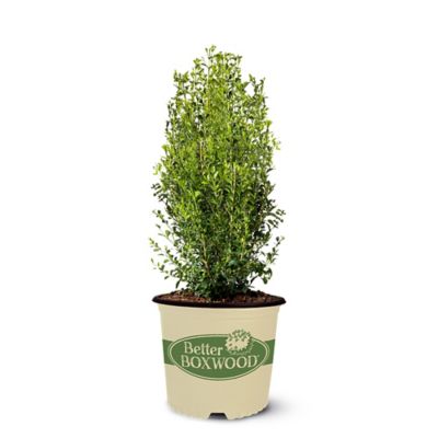 Better Boxwood 2 Gal. Heritage Boxwood Shrub