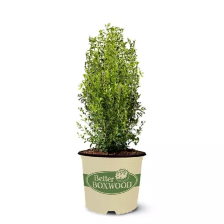 Best Boxwood 2 Gal Heirloom Boxwood Shrub Bushes