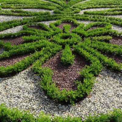 Image showing  2 gal. Heritage Boxwood Shrub