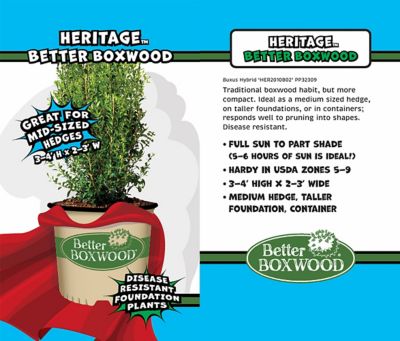 Image showing  2 gal. Heritage Boxwood Shrub