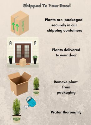 Image showing  2 gal. Heritage Boxwood Shrub