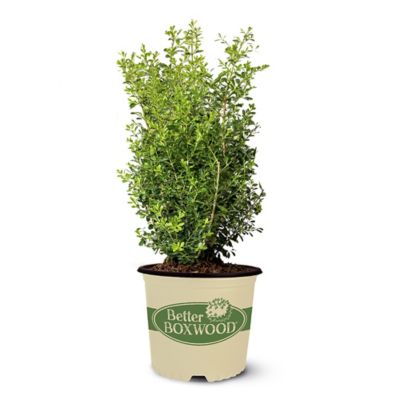 Better Boxwood 2 Gal. Skylight Boxwood Shrub