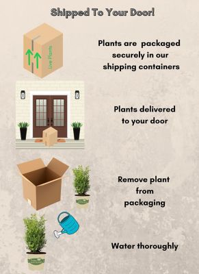 Image showing  2 gal. Skylight Boxwood Shrub