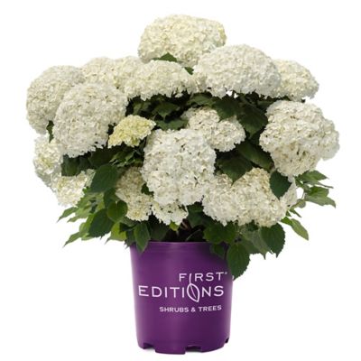 First Editions 2 Gal. FlowerFull Hydrangea Shrub