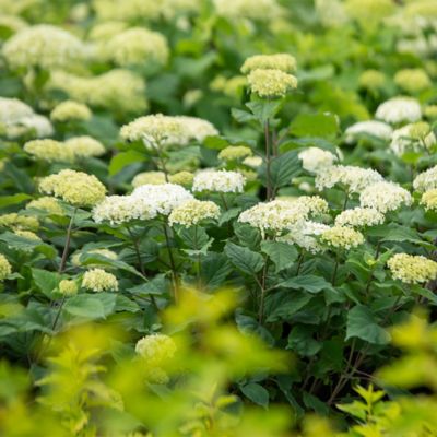 Image showing  2 Gal. FlowerFull Hydrangea Shrub
