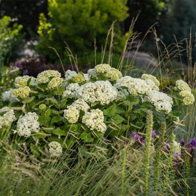 Image showing  2 Gal. FlowerFull Hydrangea Shrub