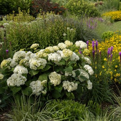 Image showing  2 Gal. FlowerFull Hydrangea Shrub