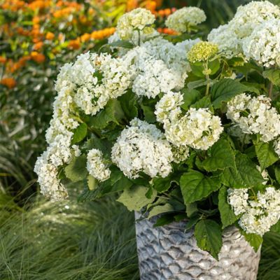 Image showing  2 Gal. FlowerFull Hydrangea Shrub