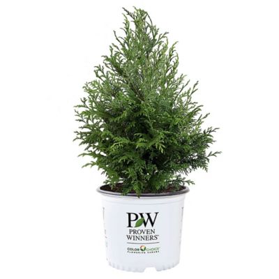Proven Winners 2 gal. Potted Cedar Rapids Cypress Shrub