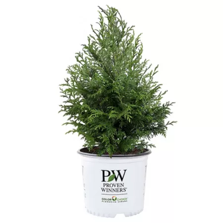 Proven Winners 2 Gal Cedar Rapids Cypress Shrub Bushes