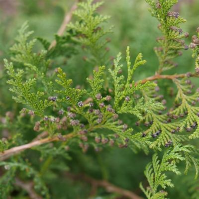 Image showing  2 gal. Potted Cedar Rapids Cypress Shrub