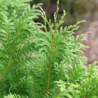 Image showing  2 gal. Potted Cedar Rapids Cypress Shrub