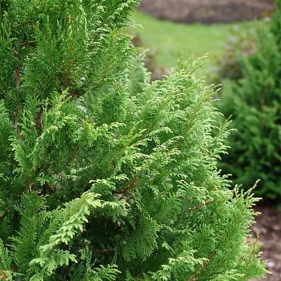 Image showing  2 gal. Potted Cedar Rapids Cypress Shrub
