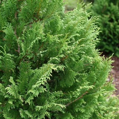 Image showing  2 gal. Potted Cedar Rapids Cypress Shrub