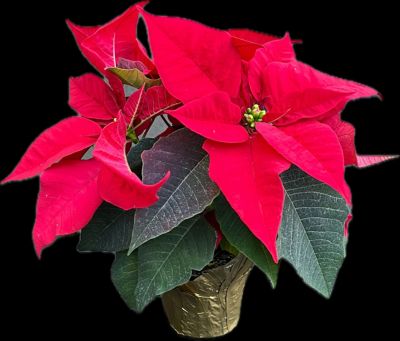 4 in. Poinsettia
