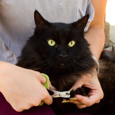 Image showing 6 th Safari Cat Nail Trimmer