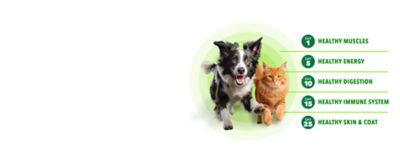 Image showing  Proactive Health Puppy Chicken and Rice Classic Ground Wet Dog Food, 13 oz.