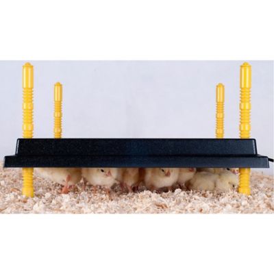 Image showing  10x10 Heating Plate for Baby Chicks for 15-20 Chicks