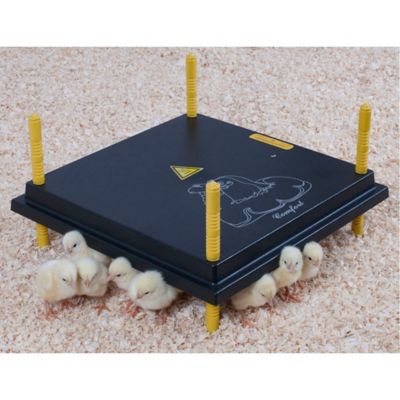 Image showing  16x16 Heating Plate for Baby Chicks for 30-35 Chicks