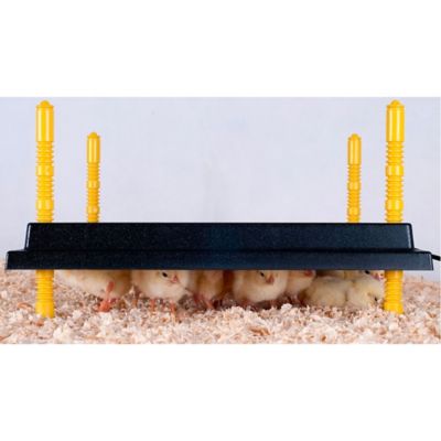 Image showing  16x16 Heating Plate for Baby Chicks for 30-35 Chicks