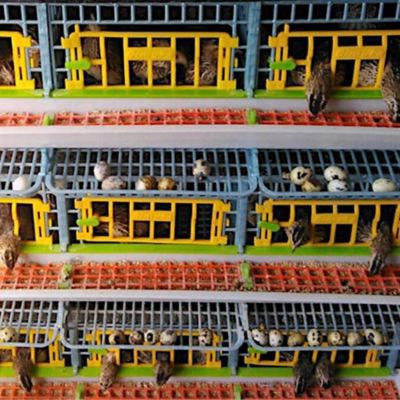 Image showing  Comfortplast Jumbo Quail Cage, 3 Layer, 3 Section Per Layer